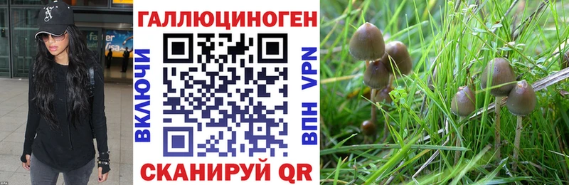 Галлюциногенные грибы Cubensis  Каргат 